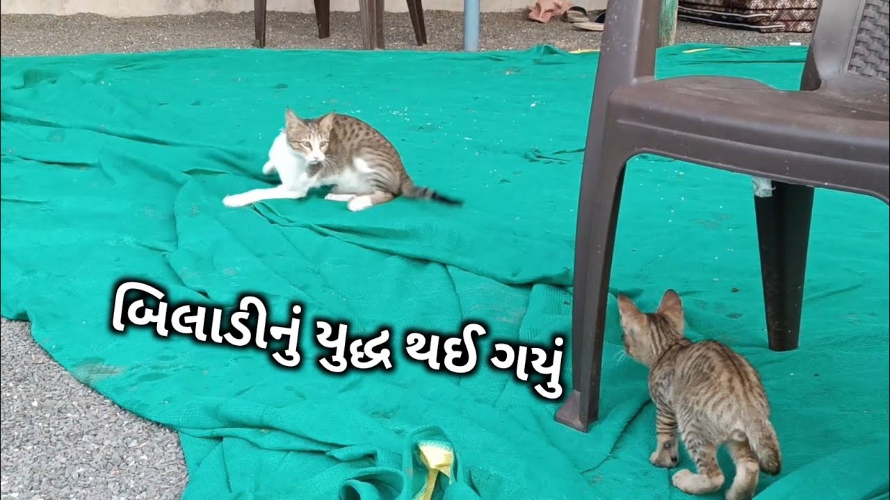 આજે લગનમાં #gujarat #gujarati #minivlog #gujuthings #vlog #gujjuparivar #ખેડૂત 
