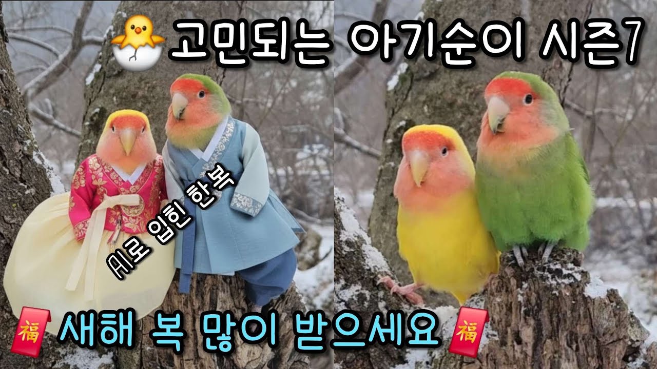 [앵육아] 고민되는 🐣아기순이 시즌7 | 앵꼬부부 | 모란앵무새