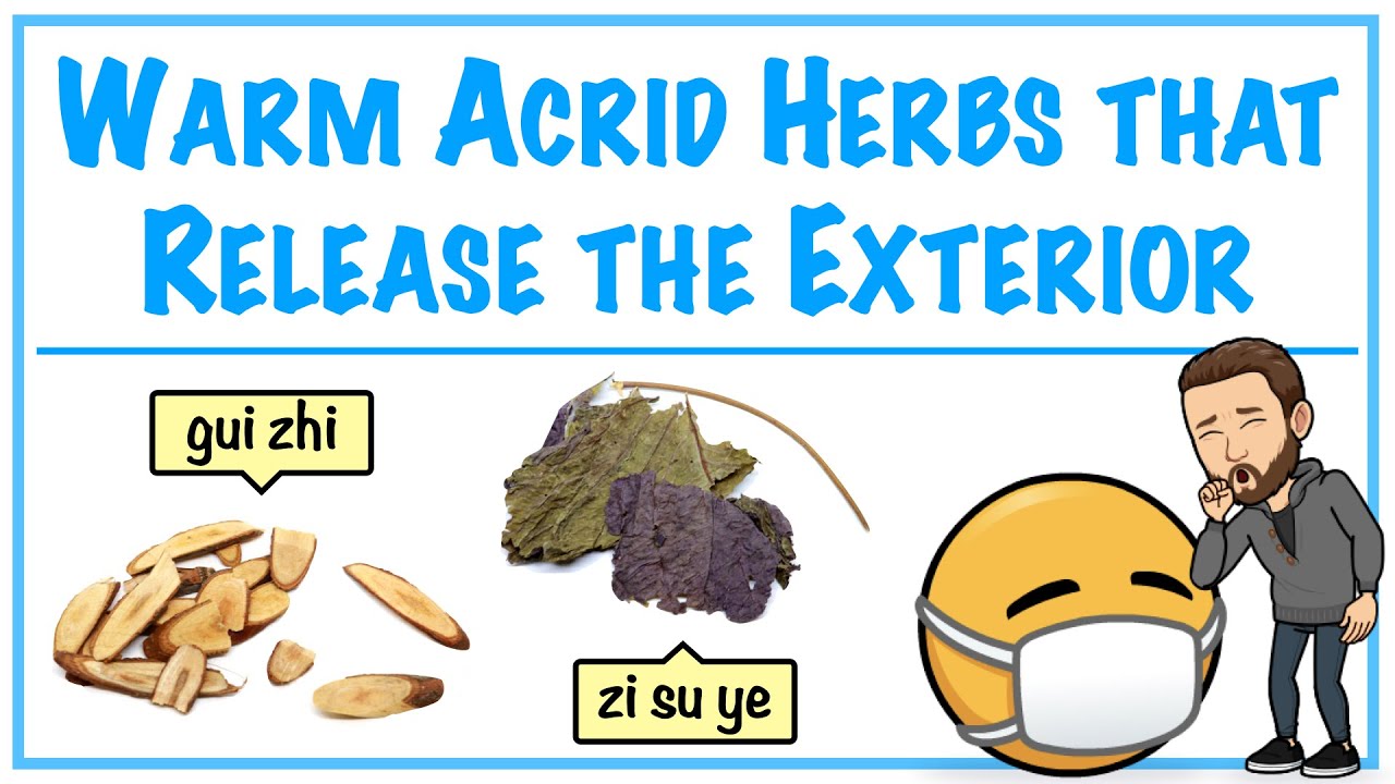 Warm Acrid Herbs that Release the Exterior | HERBOLOGY 1 REVIEW
