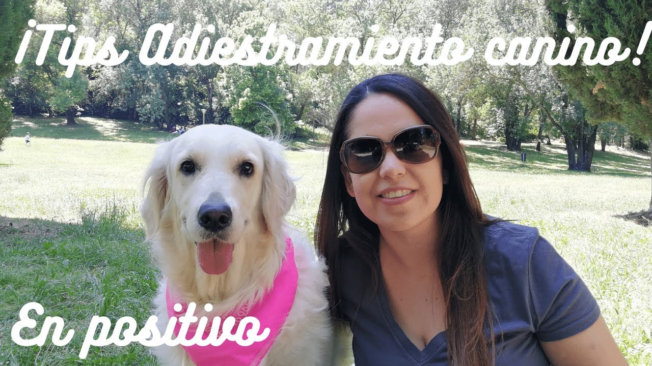 Tips adiestramiento canino