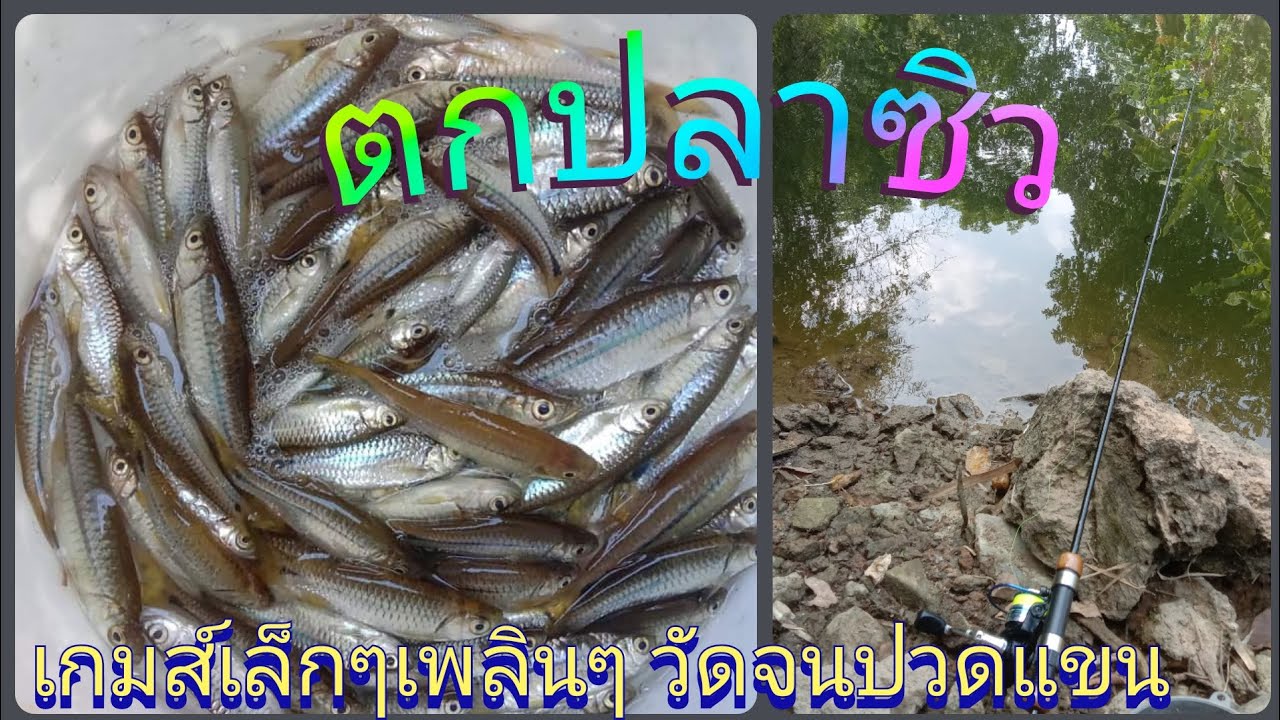 ตกปลาซิว ปลาเล็กๆ แต่ตกมันส์ (ตกปลาคลิปแรก)