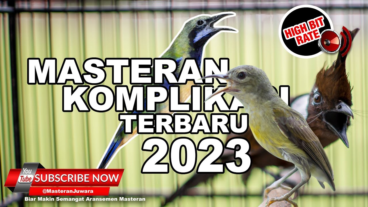 🔴 Masteran Murai Sultan Terbaru ❗️ Beset Tembak Roll Pedas ❗️