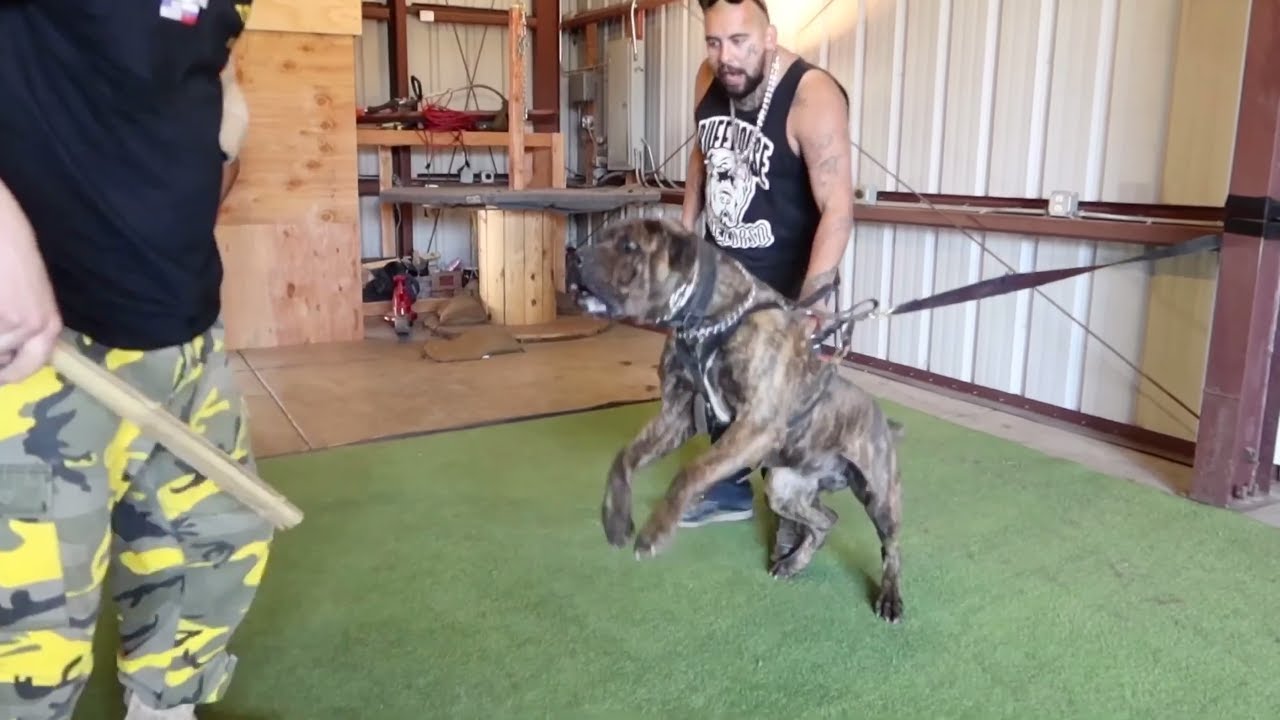 Cane Corso Protection Training