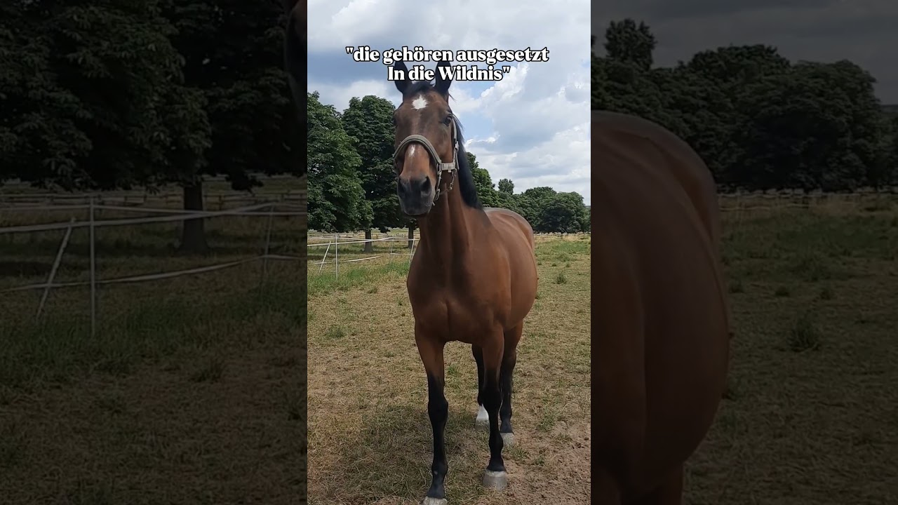 ✨️S&auml;tze die sich jeder Reiter schonmal anh&ouml;ren musste✨️ #pferd #horse #equestrian #foryou