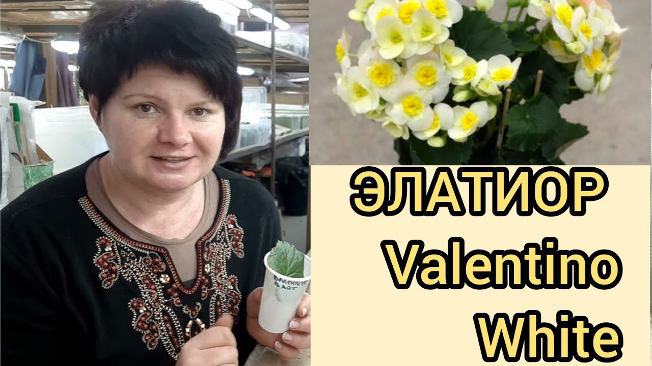 Из ОДНОГО 🍀 листа ЦЕЛОЕ 🌱растение! Очень ответственное укоренение ☝️😉