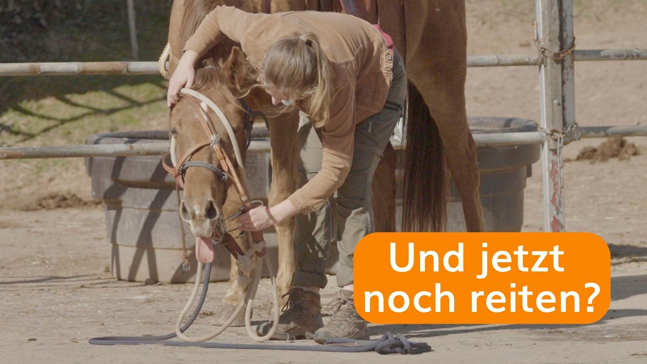 Silvester wehrt sich beim Trensen. Ist das der Grund f&uuml;r sein Buckeln?