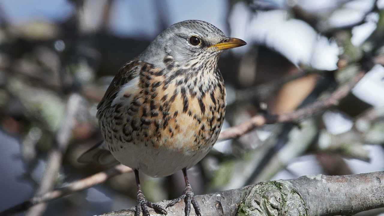 The song of the Fieldfare - Bird Sounds | 10 Hours