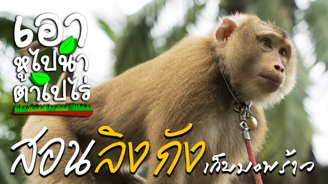 EP.8 วิถีชาวบ้านกับลิงกังเก็บมะพร้าว ความรัก ความผูกพันธ์และประเพณี #วิธีเลี้ยงลิงกัง #วิธีสอนลิงกัง