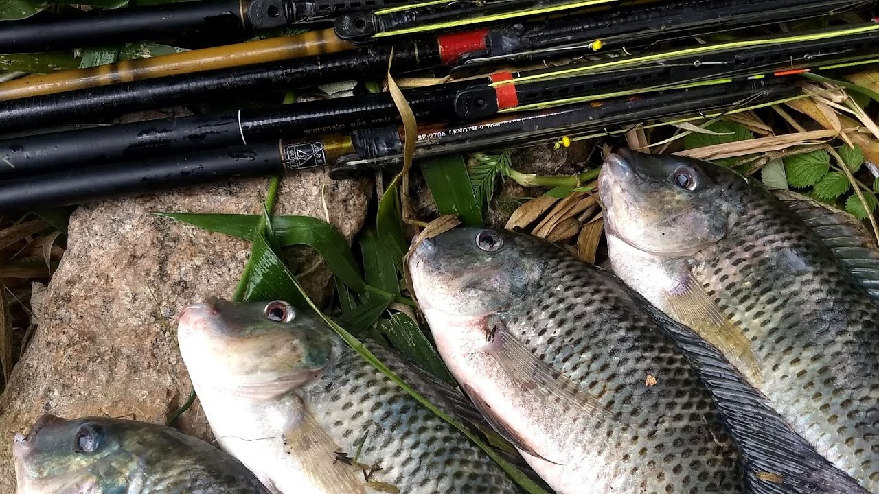 MONTE  SUA VARA DE PESCA DESSE JEITO E VAI PEGAR MAIS TILÁPIA QUE OS OUTROS PESCADORES,CONFIRMADO !