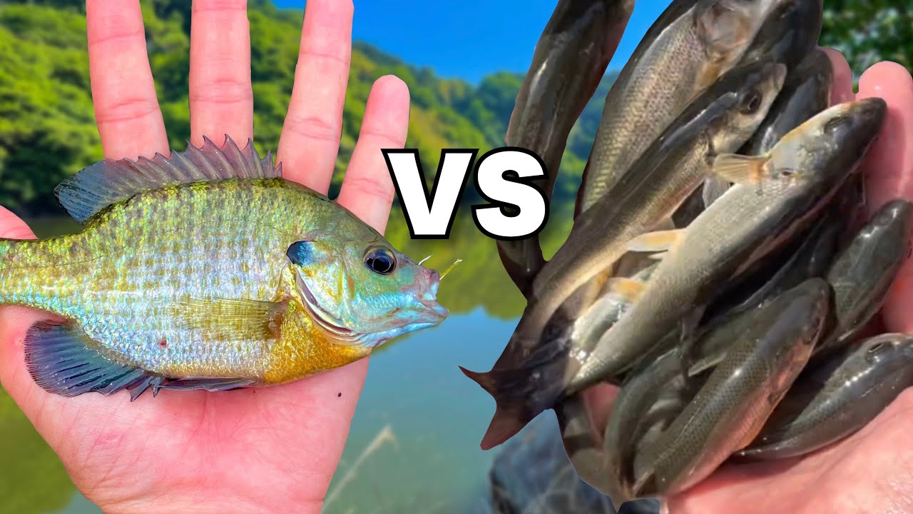 【最強VS最強!!】ブルーギルとウグイどっちが泳がせ釣り最強か決めるわwww