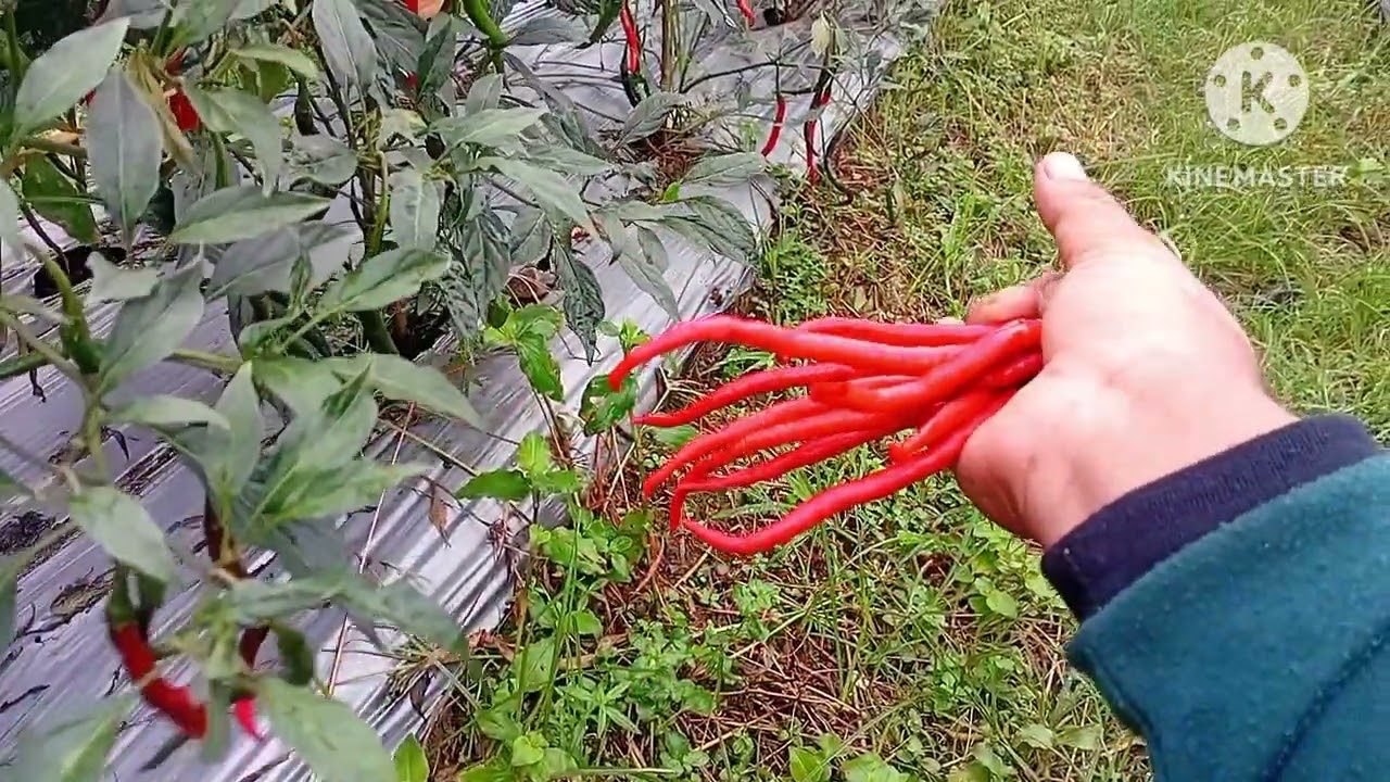 Kehidupan dikebun cabe episode 8