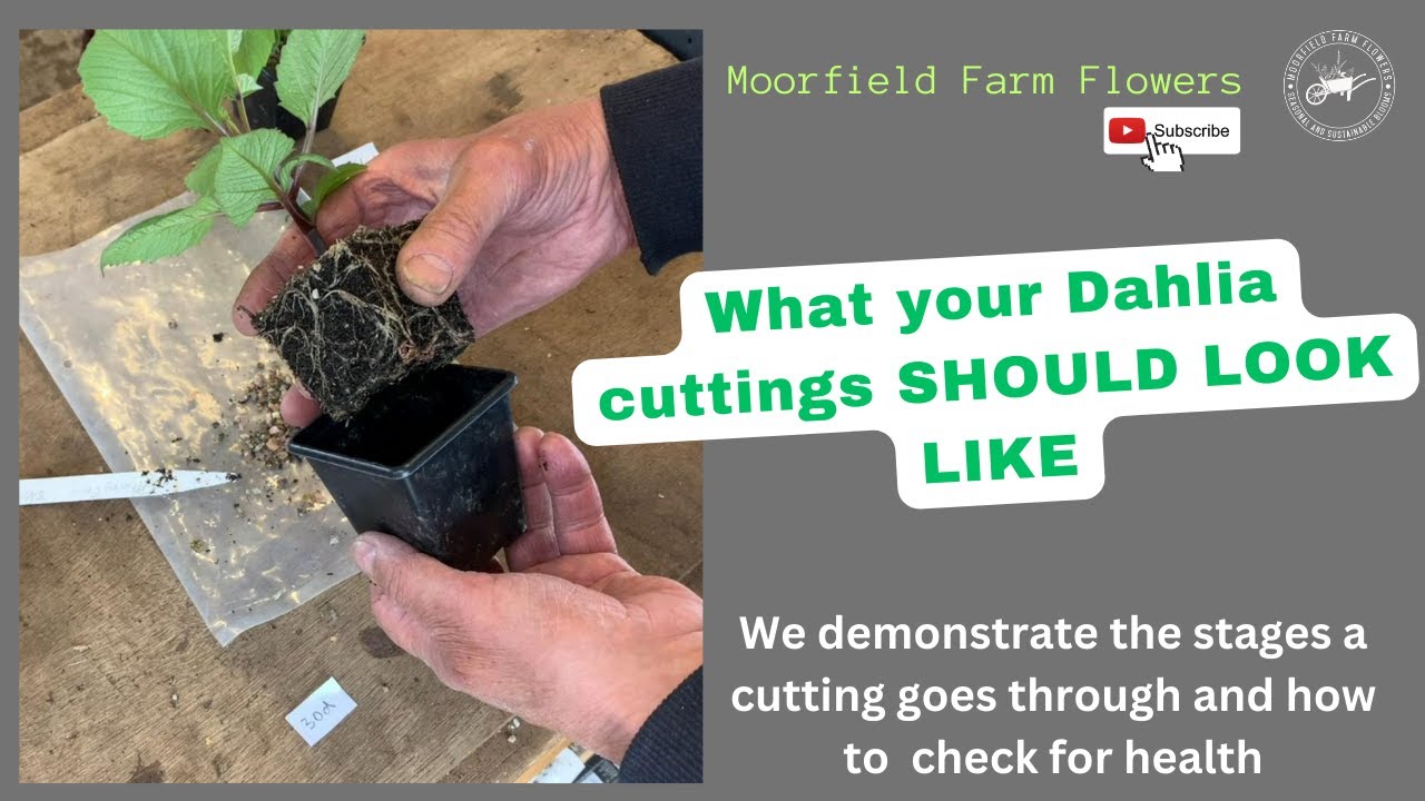 What your Dahlia cuttings SHOULD LOOK LIKE