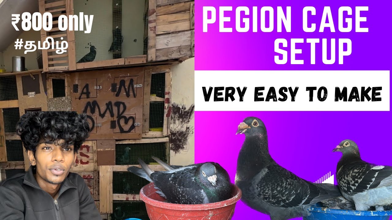 BREEDING CAGE SETUP-very easy to make #தமிழ் | #mad #homerpegion #breeding #cagemaking
