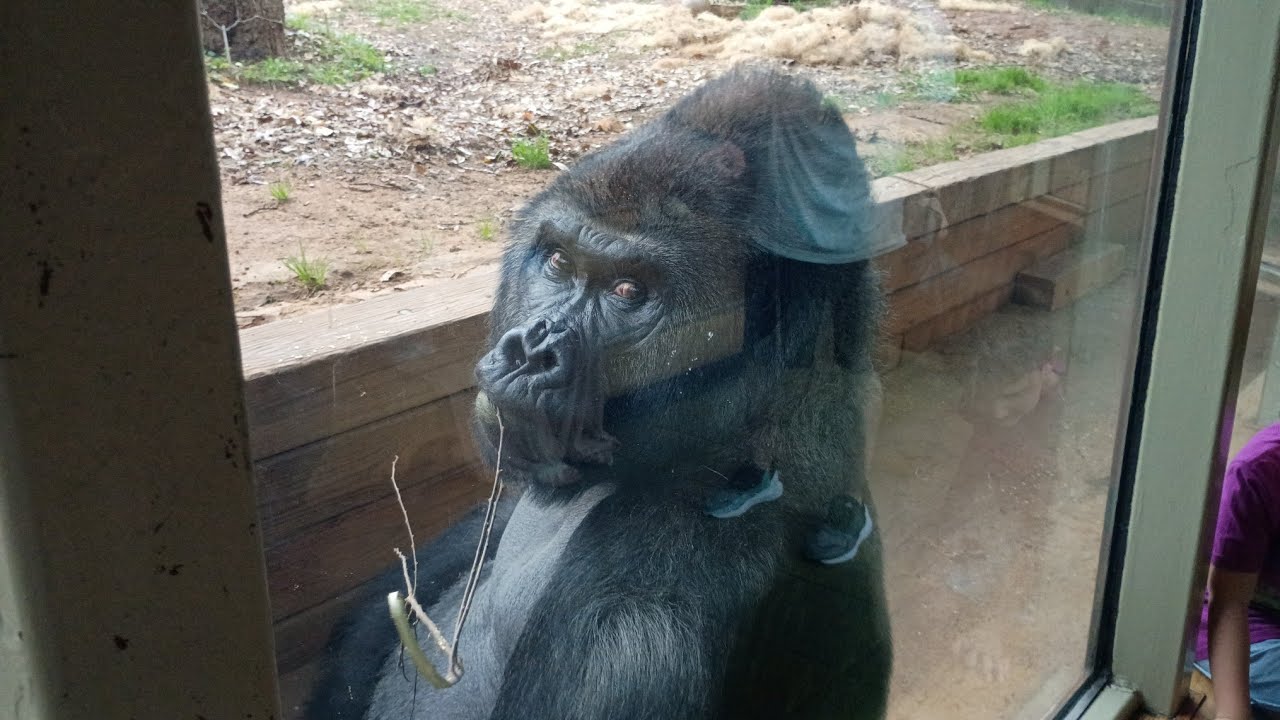 Zoo Atlanta: Gorilla Watching | March 2026