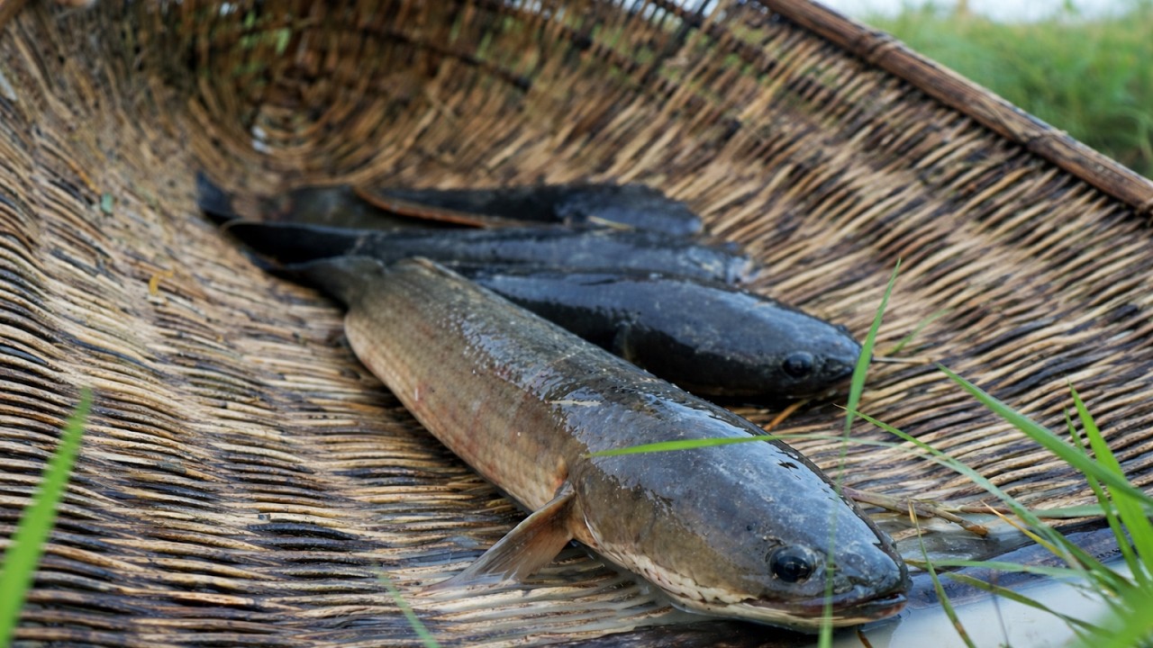 WOW Unique Fishing! Catching A Lot Of Fish Live in Only One Well