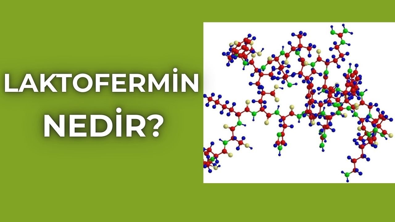 1) Laktofermin Nedir?