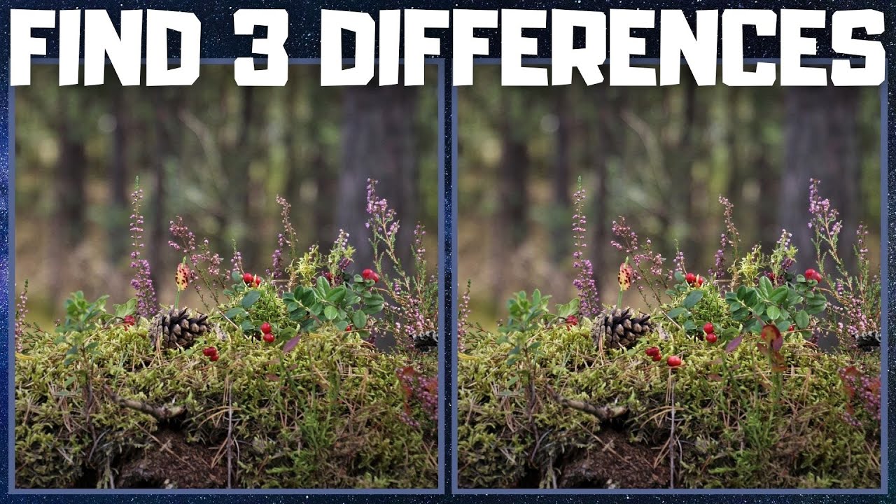 TROVA 3 DIFFERENZE - Natura della foresta