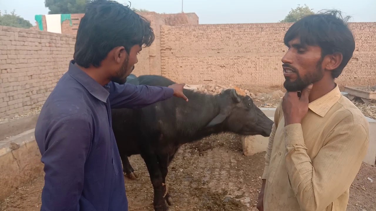 Beautiful Neeli Ravi Bufellow For Sel In Pakistan On You Tube 28/10.2019