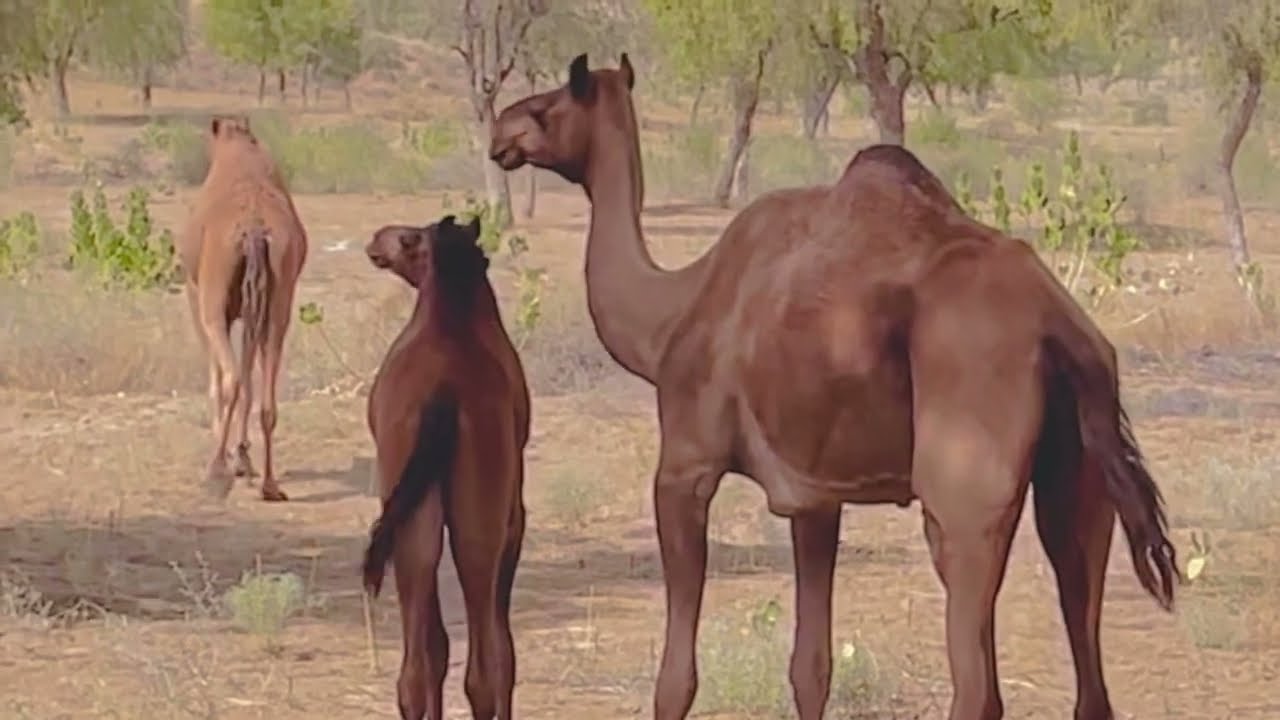 Big camel emotions in desert with female camels 