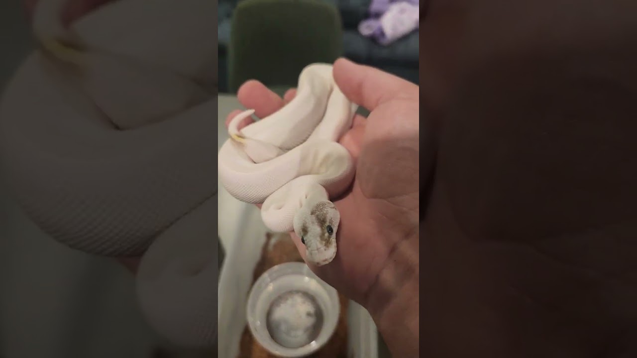 Ball python collection tour.