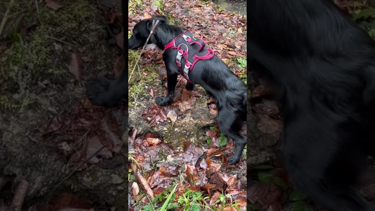 #hunde #abenteuer #achtsamkeit #wald #gesundheit