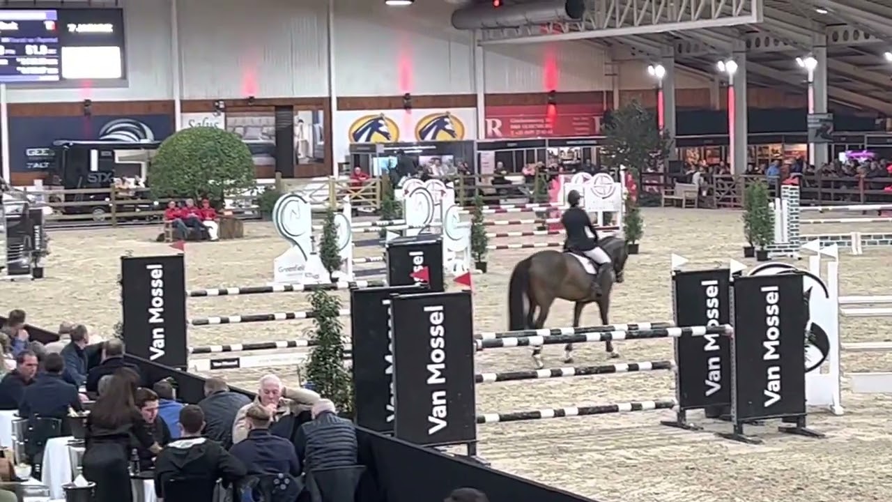 Qannando B&V stallion competition 7yo