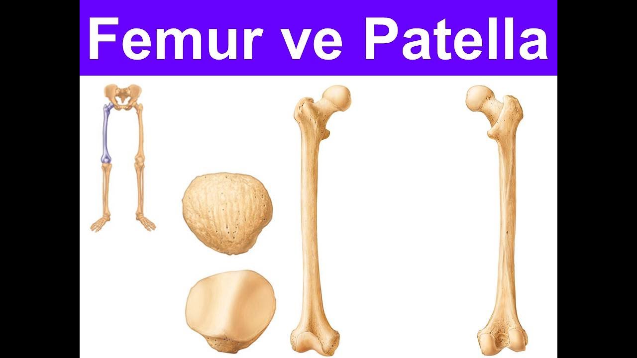 Femur Yüksel AYDAR