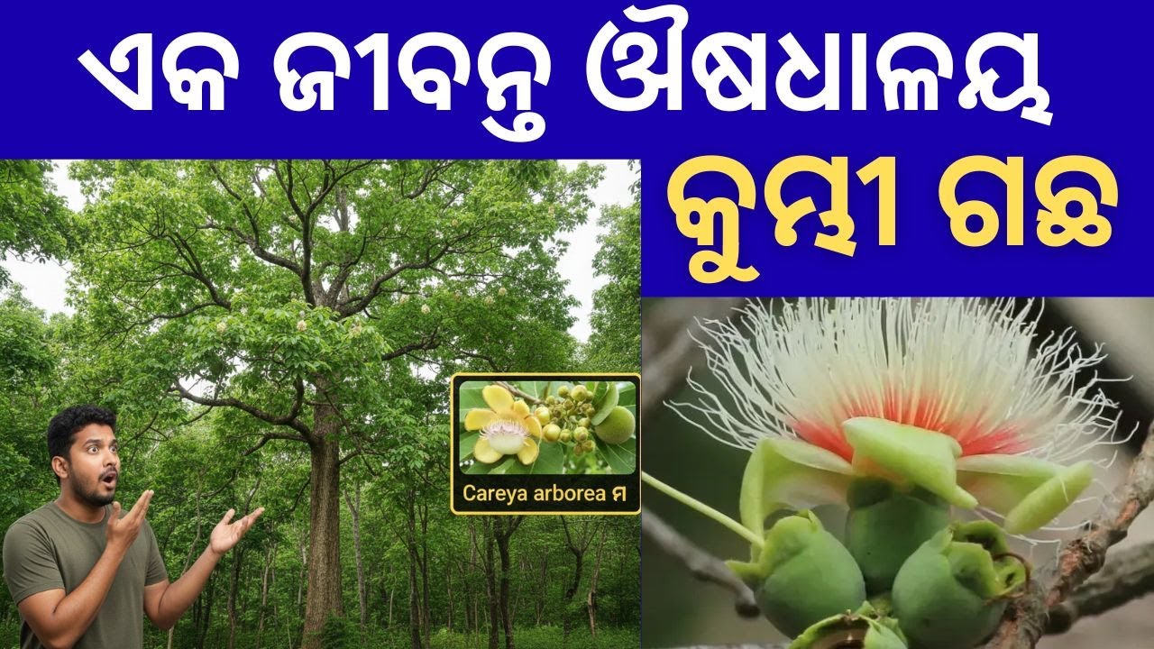 ପ୍ରକୃତିର ଅମୂଲ୍ୟ ଉପହାର 
