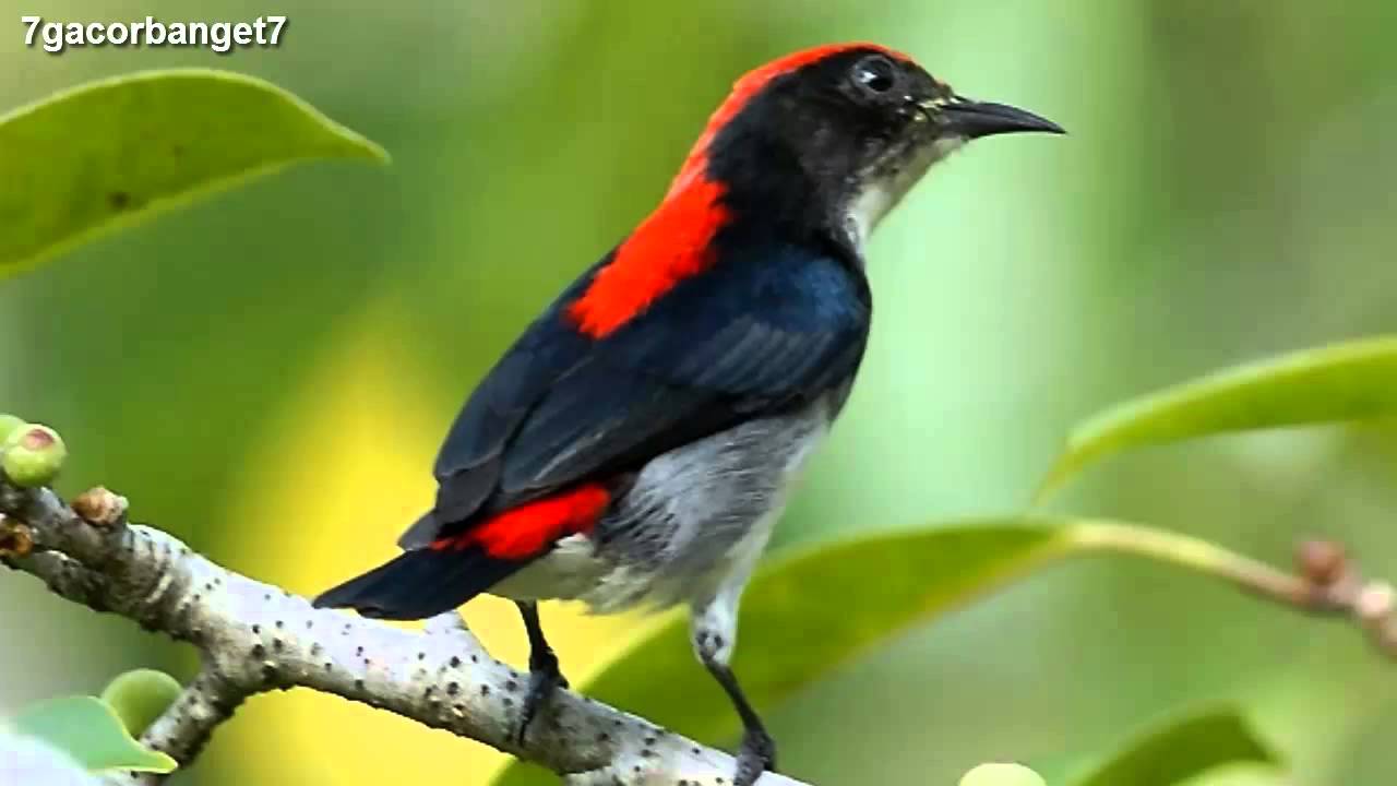 Kicau Burung Cabai Merah - Chirp of Bird