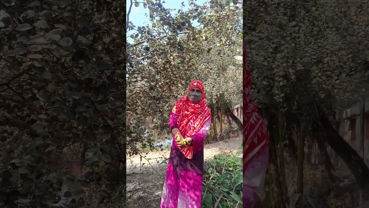 গ্ৰামের বাড়িতে বড়ই পেড়ে খেতে খুব ভালো লাগে ❤️😋 #foryou #villagelife #vlog #বড়ই