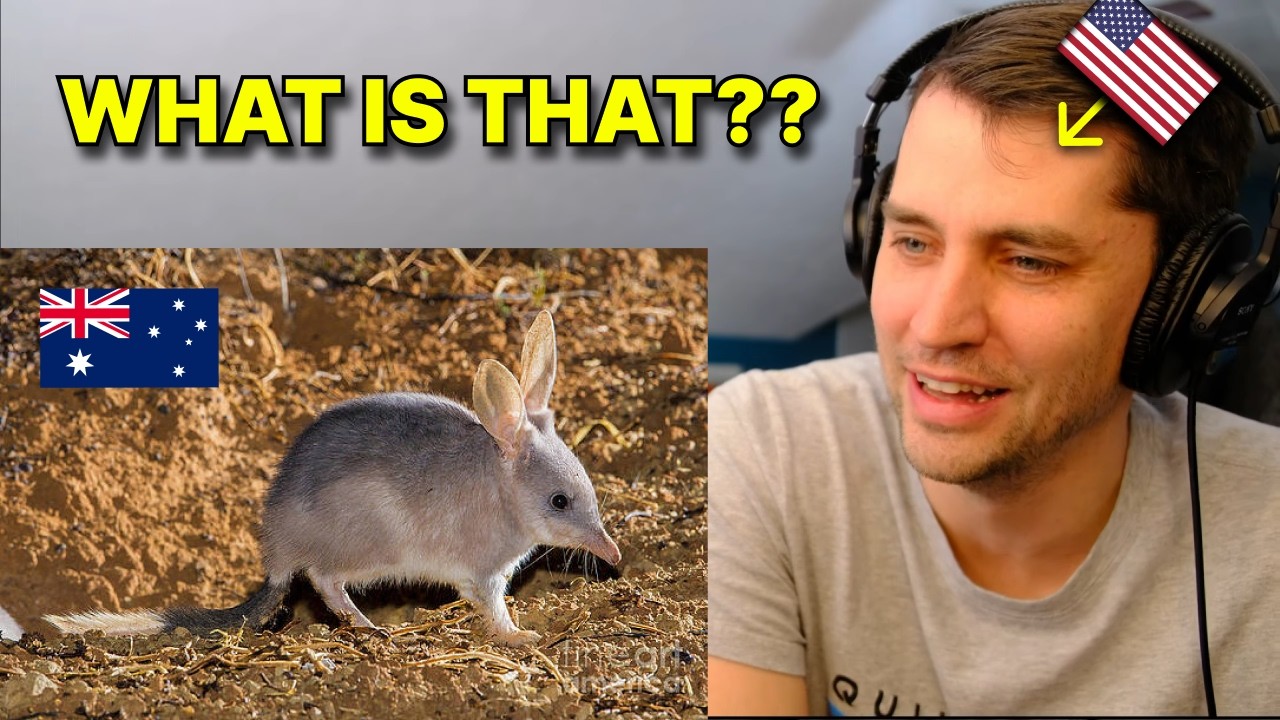 Wait... the Bandicoot is a real animal?