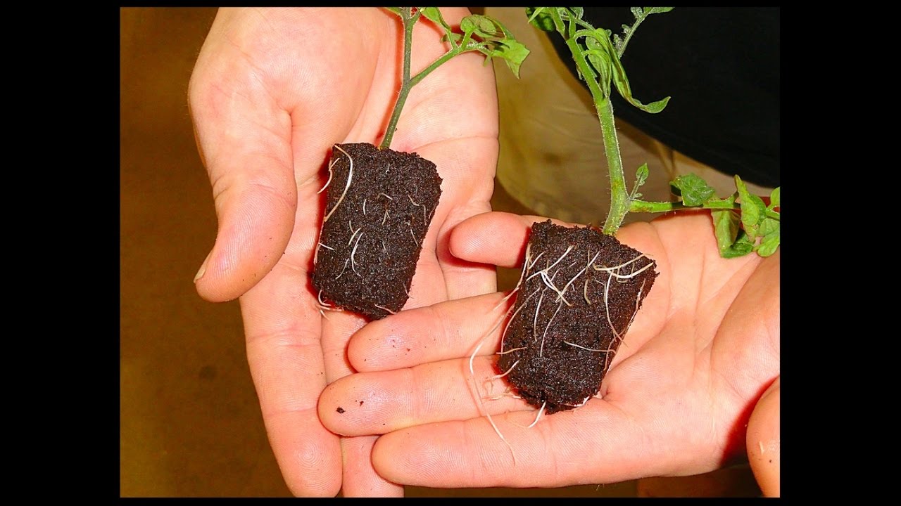 Cloning 101: The tools, materials, and process to successfully clone plants