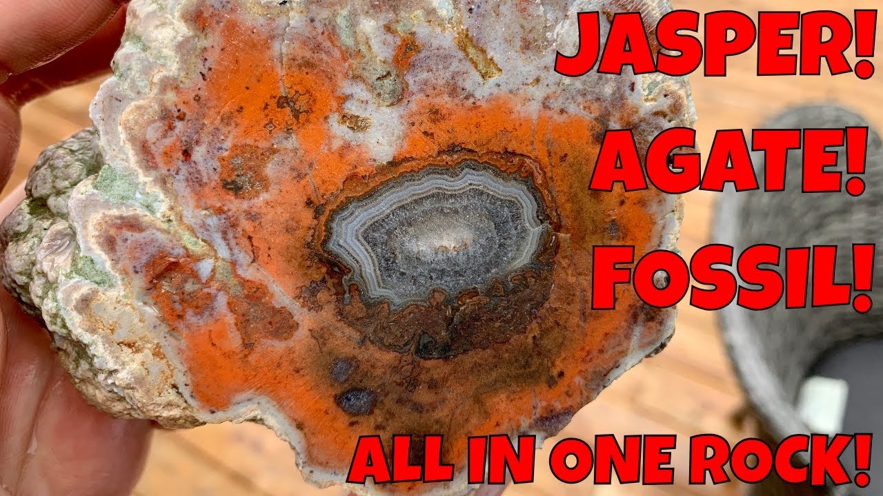 BEAUTIFUL JASPER AGATE FILLED PETRIFIED WOOD | Finding Fossilized Conifer Trees on the Beach!!