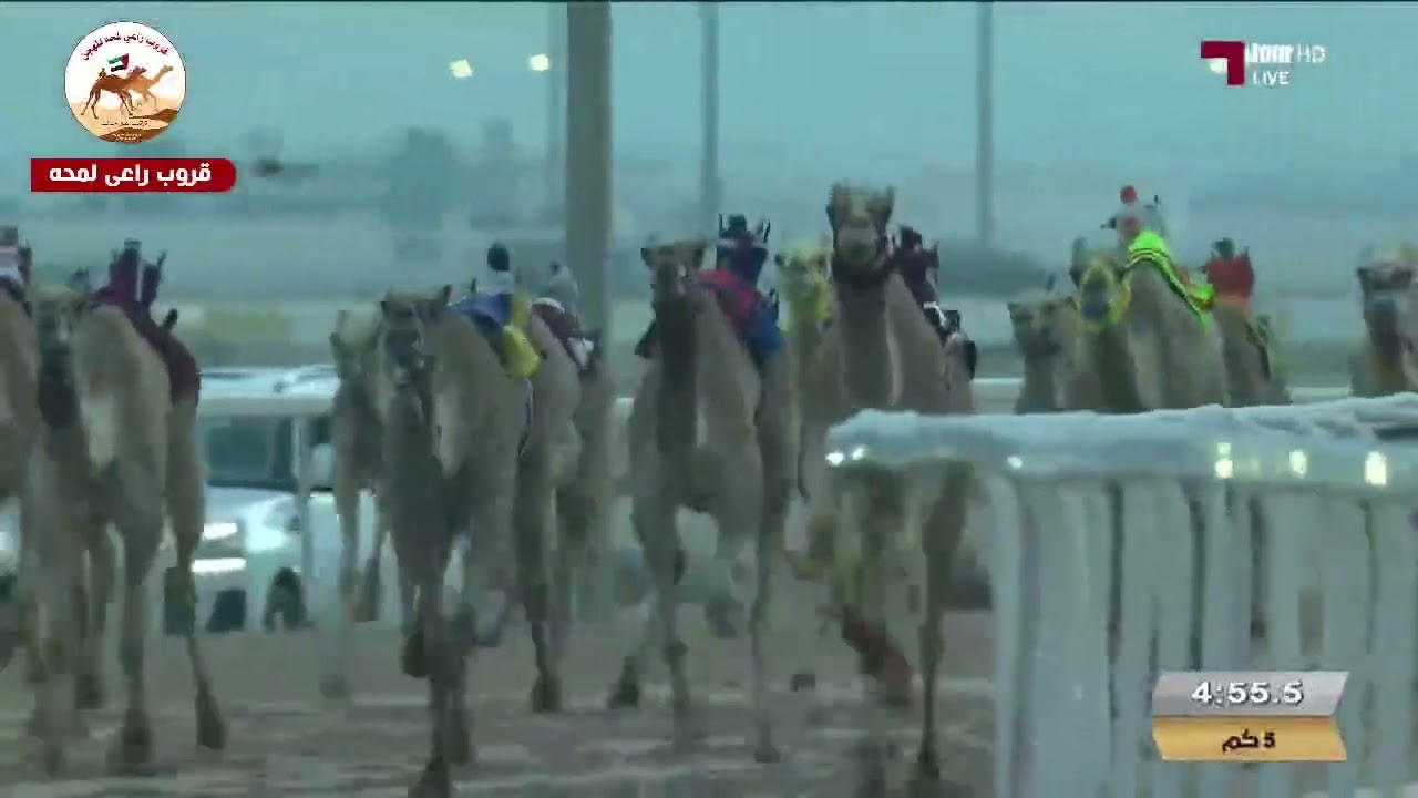 الشوط 2 (الشهم) لـ محمد علي مانع العجمي  7:19:21 ( مهرجان سمو الامير الوالد 🇶🇦 2025 )