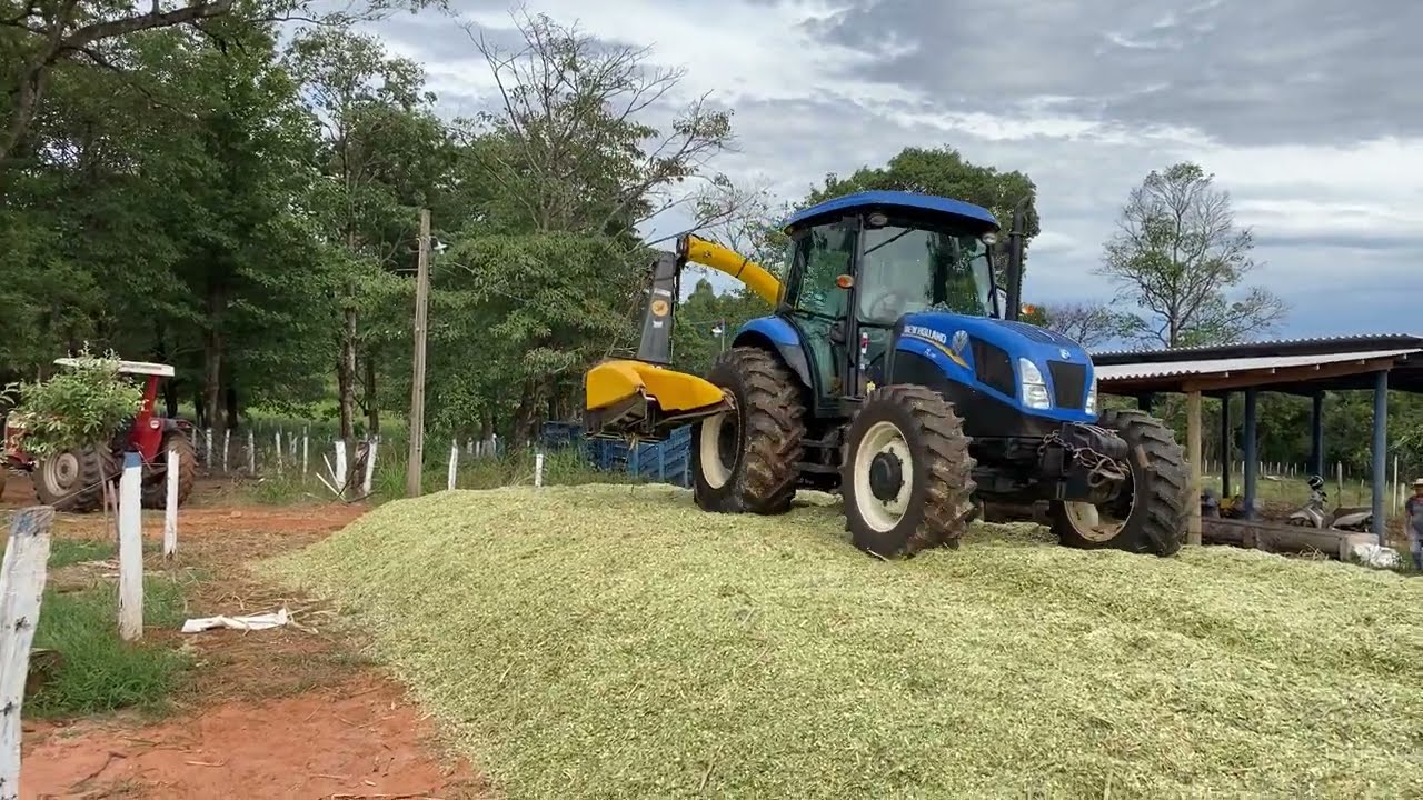 Silagem de superfície do BRS Capiaçu com fubá de milho