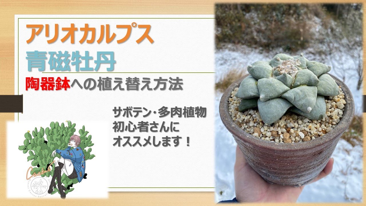 【 サボテン 】アリオカルプス・青磁牡丹の植え替え、浦部陽向園で栽培している牡丹類のご紹介