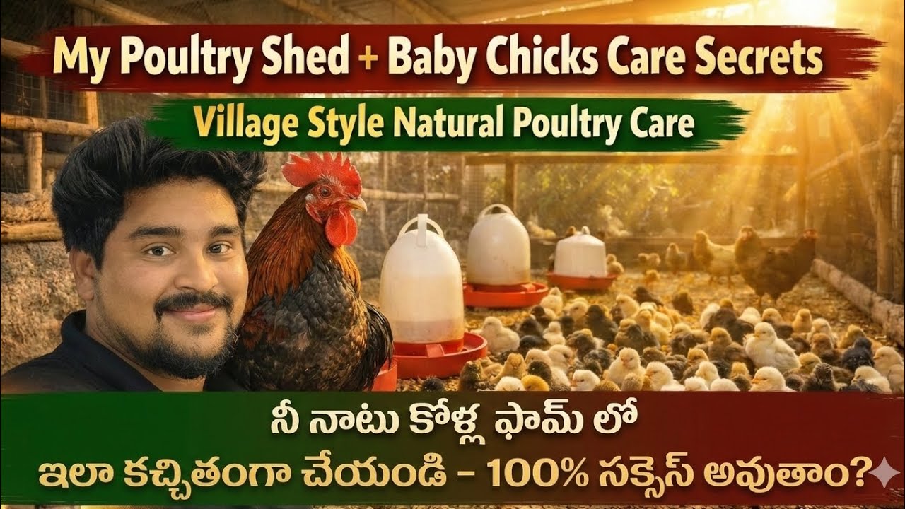 “Chinna Natukodi Chicks Care 🐥 | Farm Food & Perfect Shed Setup”“ఈ Food ఇస్తే Natukodi Chicks Fast 