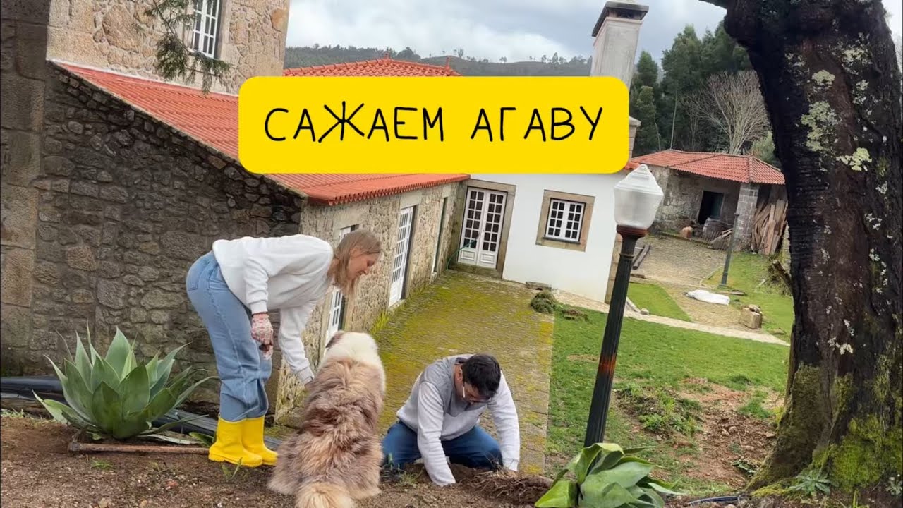 Сегодня мы посадили Агаву, расчистили участок в своем доме в деревне в Португалии