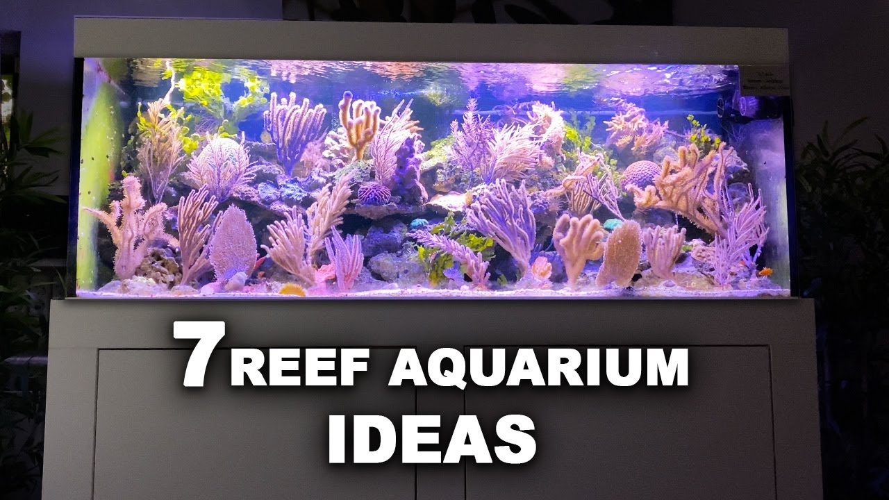 7 new REEF AQUARIUM ideas for 2022 