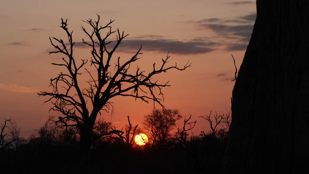 Nature sounds | Sunrise in the African bush