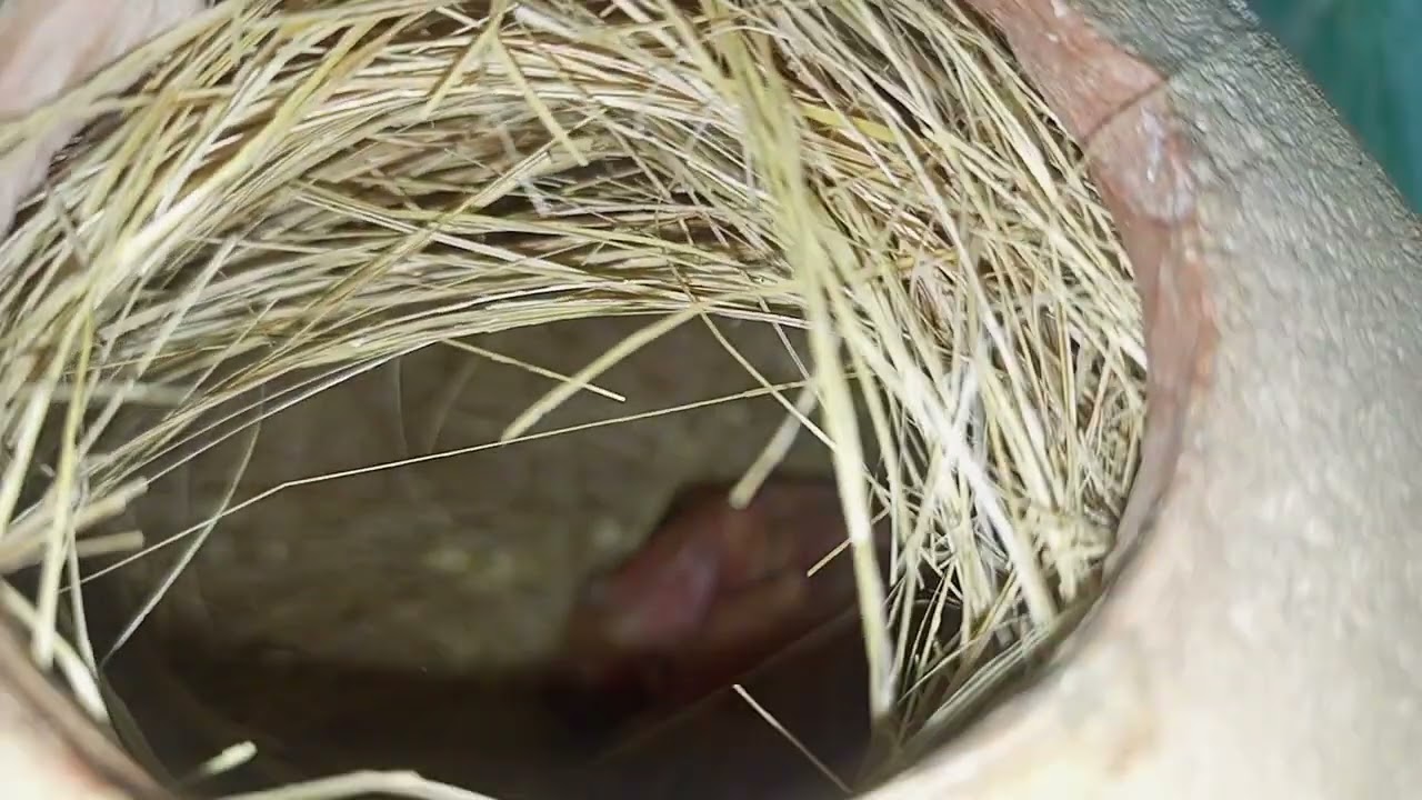 Jawa birds ki colony