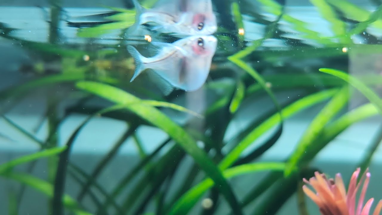 Epic footage of Silver Hatchet Fish Eating