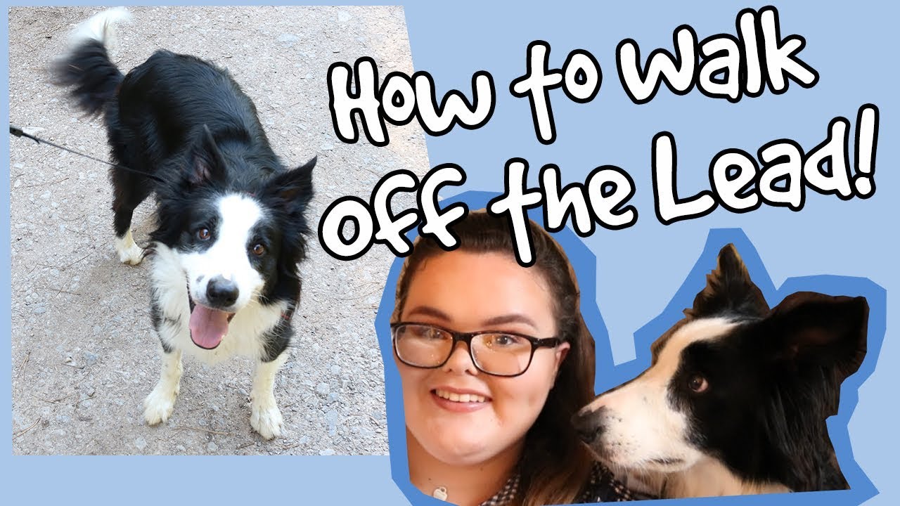 Walking a Dog Off Leash! Tips on How to Walk Dogs and How to Train Them to Walk Off Leash! [CC]