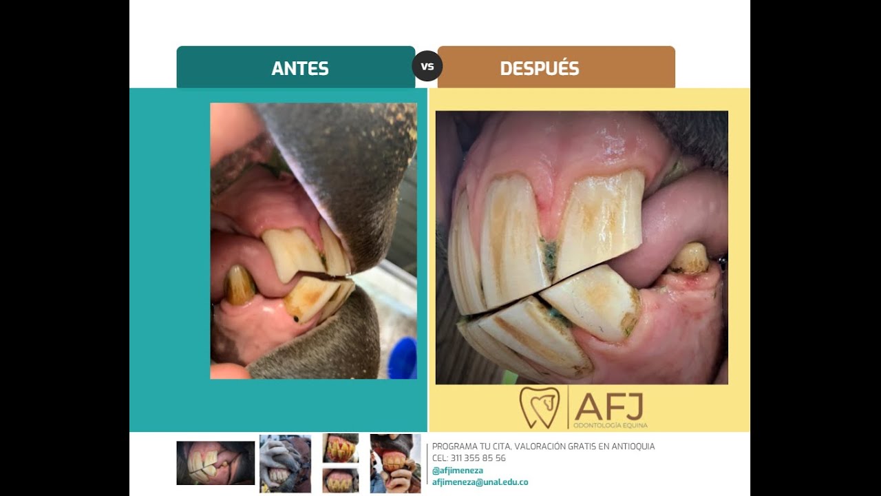 Como saber la edad de un caballo por sus dientes (Cronometría dental)