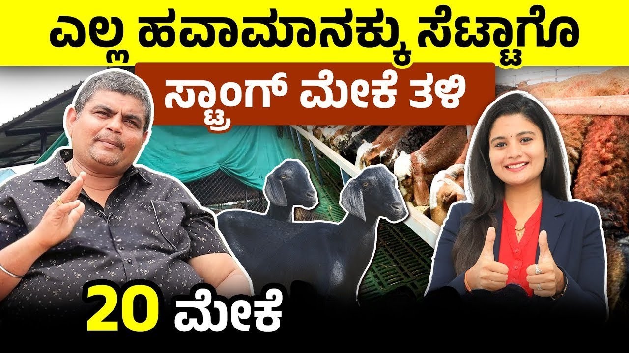 ಕಡಿಮೆ ಖರ್ಚಿನಲ್ಲಿ ಉಸ್ಮಾನಾಬಾದಿ ಮೇಕೆ Shed ನಿರ್ಮಿಸೋದು ಹೇಗೆ? Osmanabadi Goat Farming In Kannada