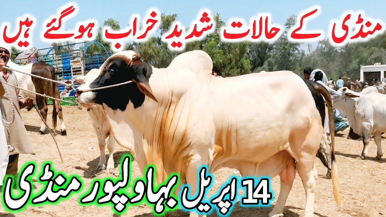 Today Bahawalpur Cow Mandi 2026 | Cholistani Sahiwal & Brahman Qurbani Bulls | Bhawalpur Mandi 2025🔥