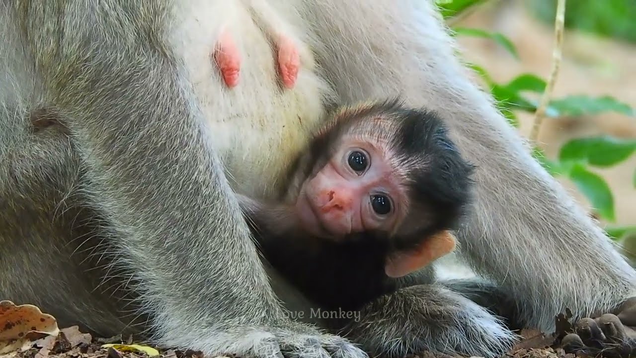 You Won't Believe How These Monkeys Care for Their Babies