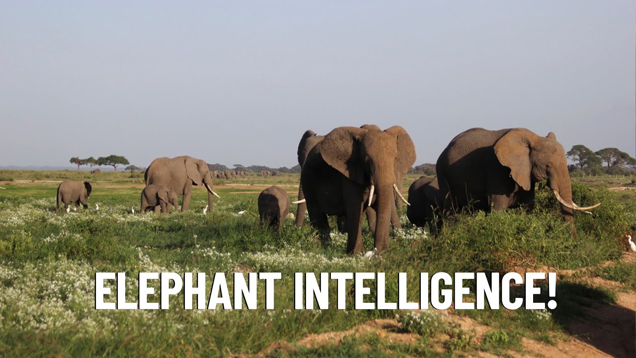The Top 7 Incredible Behaviors That Make Elephants Smarter Than We Thought!