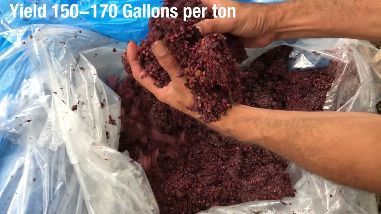 Pressing Wine - GOfermentor vs Traditional