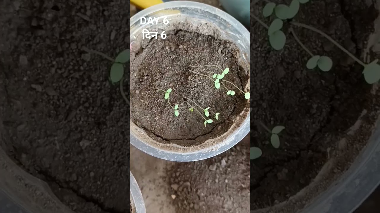 HOW TO GROW ALYSSUM FROM SEED? #gardening #flower #garden #plant #alyssum #winterflower #farming